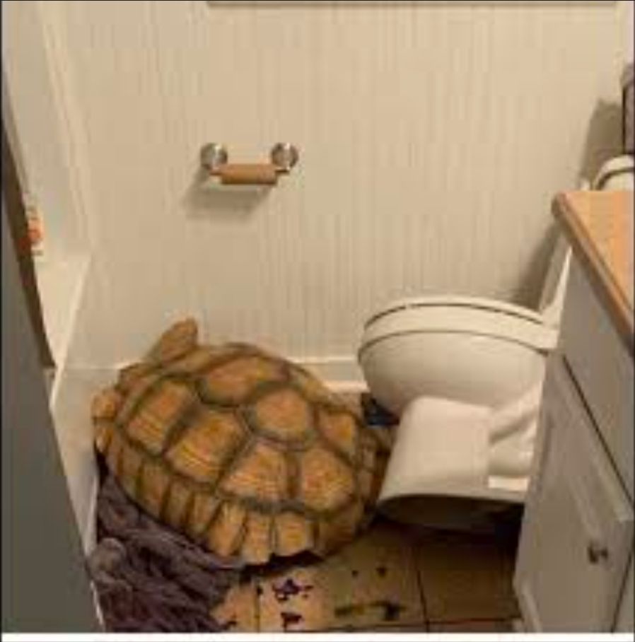 A big sulcata tortoise in a bathroom. He knocked a white porcelain toilet over