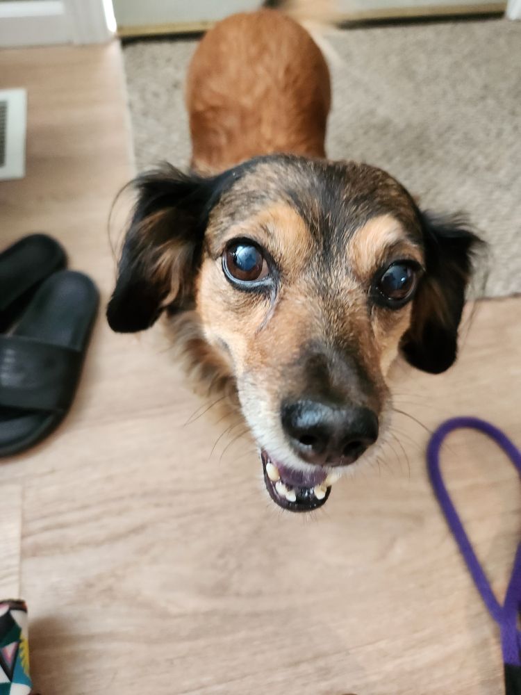 A close up of the same dog standing