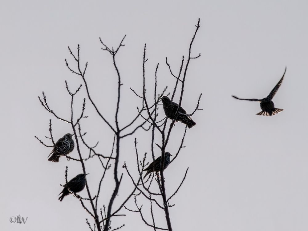 Auf kahlen, vereisten Ästen sitzen vier Stare, jeweils rechts und links zwei untereinander. Ein weiterer Vogel ist auf der rechten Seite des Bildes im Anflug.