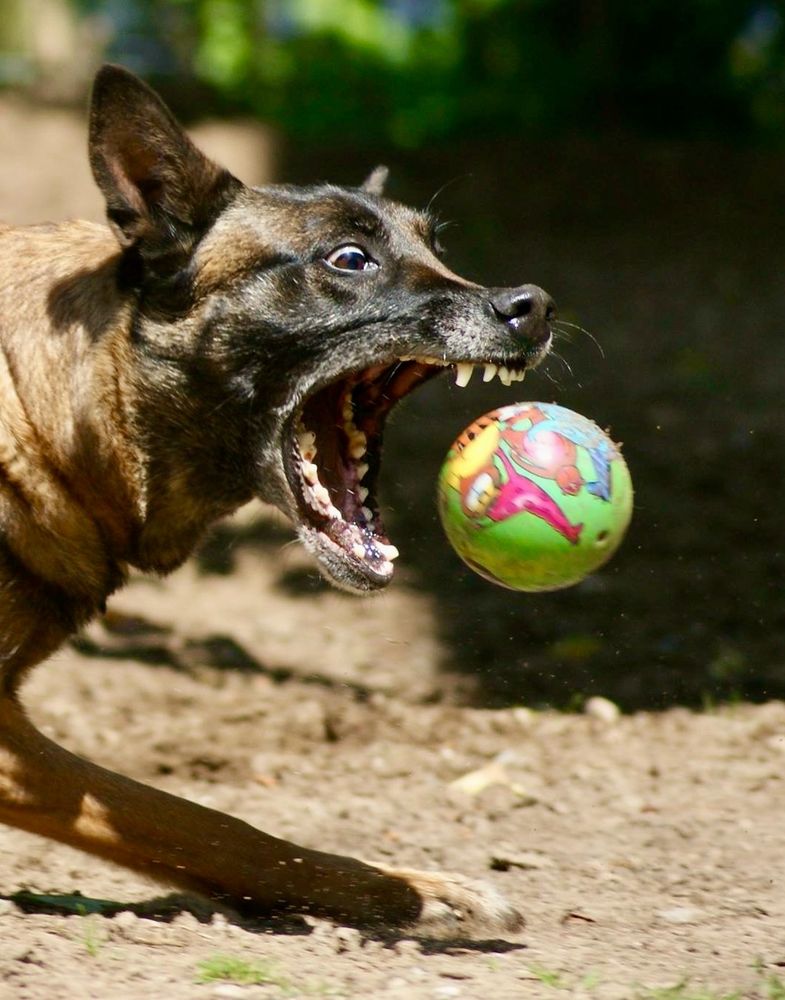 Ein Hund mit weit aufgerissenem Maul, die Zähne sind zu sehen. Direkt davor schwebt ein bunter Ball