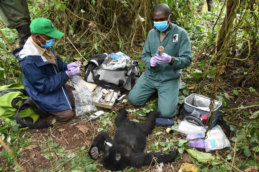 Dr. Eddy Kambale Syaluha removes a snare from infant Mountain Gorilla in Virunga National Park. The infant made a full recovery. (Gorilla Doctors)