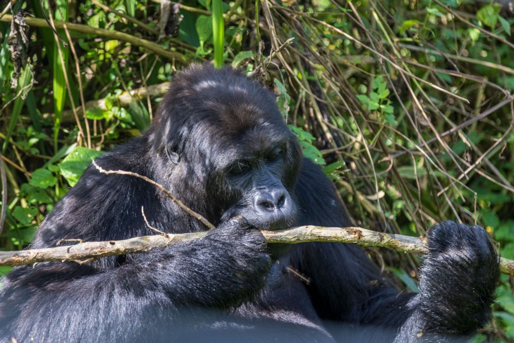 Adult female Eastern Lowland Gorilla, Itebero, after being rescued as an infant now, living at GRACE, the world’s only sanctuary for Eastern Lowland Gorillas. (Photo credit: Boddy Neptune for Re:wild)