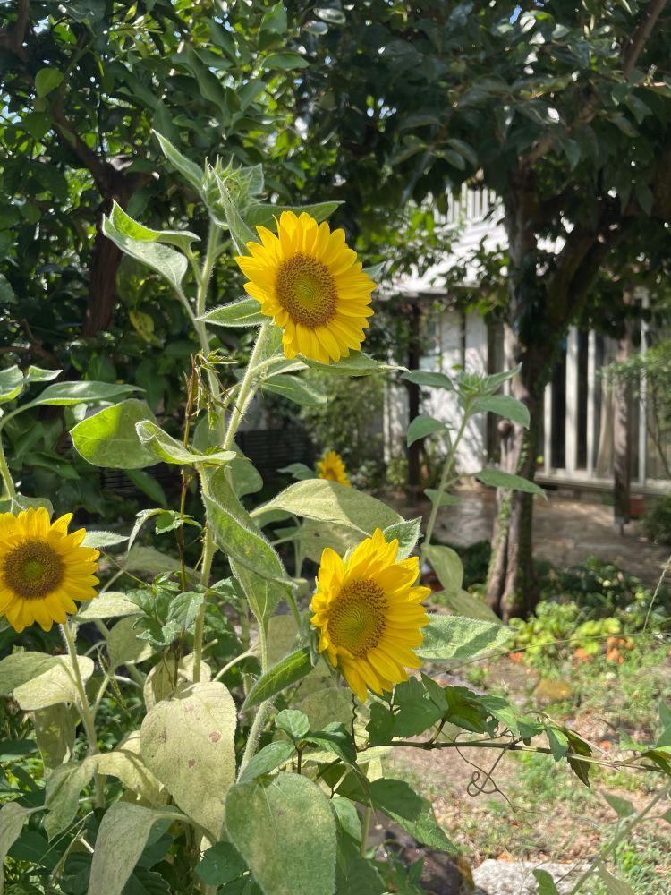 Some lovely sunflowers