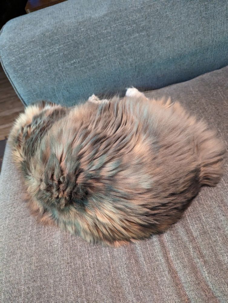 A fat round calico cat