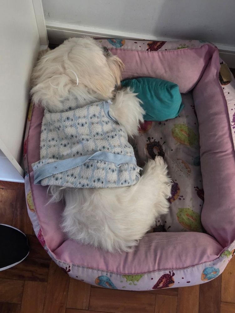 Shih-Tzu branco dormindo na caminha dele.