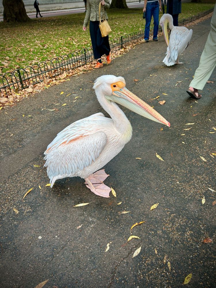 A pissed-off pelican glares on the path while people walk around and behind it 