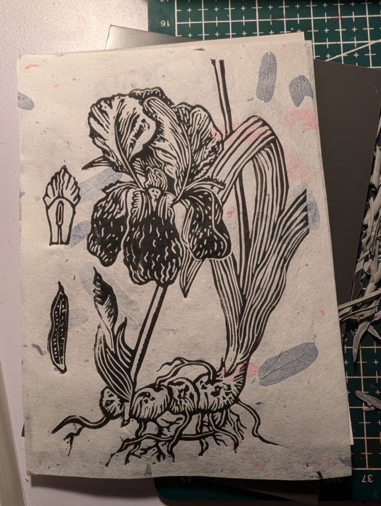 A linocut print in the style of a botanical illustration depicting an iris and its rhizome on handmade paper with pink and blue petals through it.