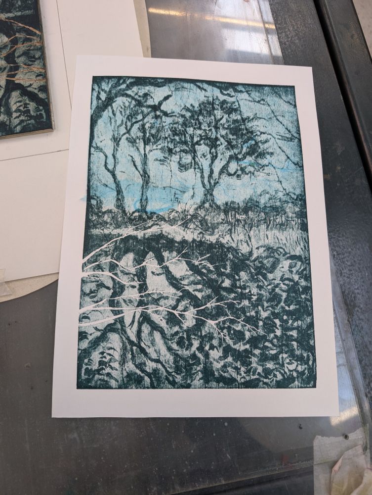 A finished print straight out of the press. You can see the corner of the black in the corner of the image. The image is of trees and their reflection with white branches in the foreground. Half of the image has a blue background, achieved with a chine-collé technique (fancy for gluing different coloured paper to the background as you print)
