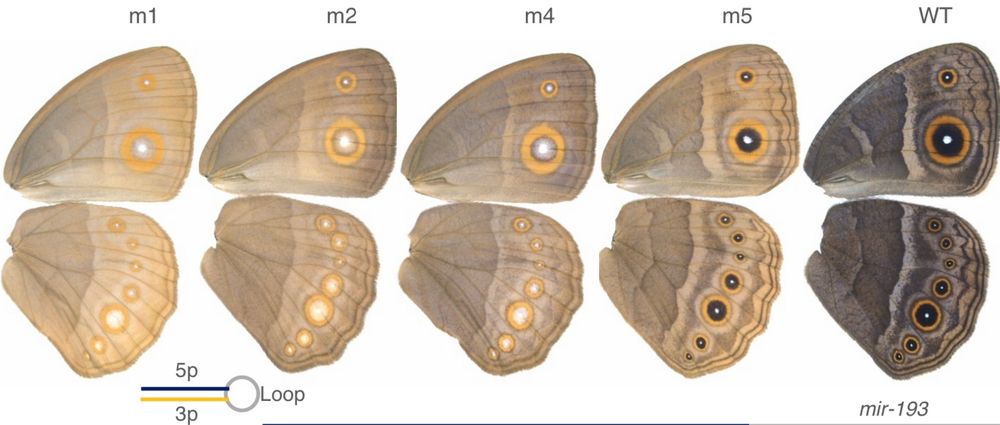 Bicyclus anynana mir-193 mutants