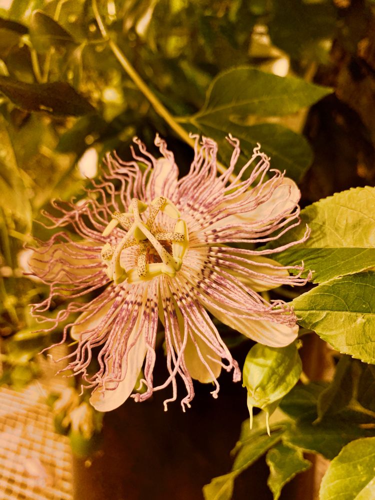 Passiflora incarnata flower