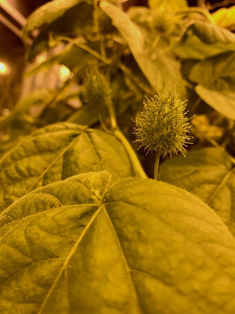 Passiflora foetida
 