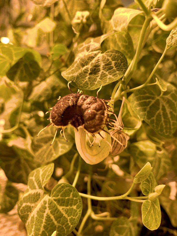 Aristolochia fimbriata