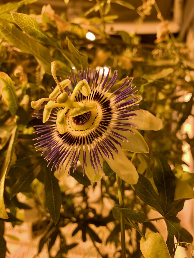 Passiflora caerulea flower