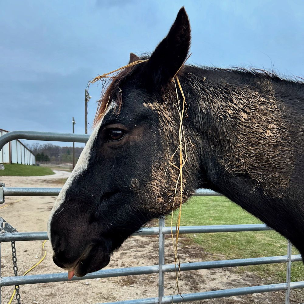 A black horse has a lot of mud on his cheek and neck. He has a white blaze and is poking his tongue out. He is sideways in profile to the camera standing in front of a gate. His ears are perked up and slightly tilted backwards. He has a long piece of yellow hay on top of his ear hanging down his forehead and and cheek. 