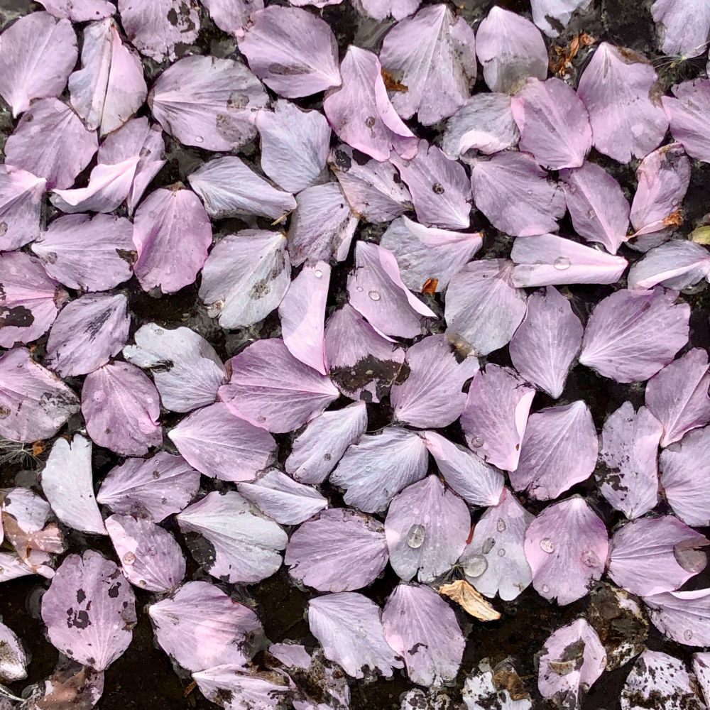Cherry blossom petals in a puddle 