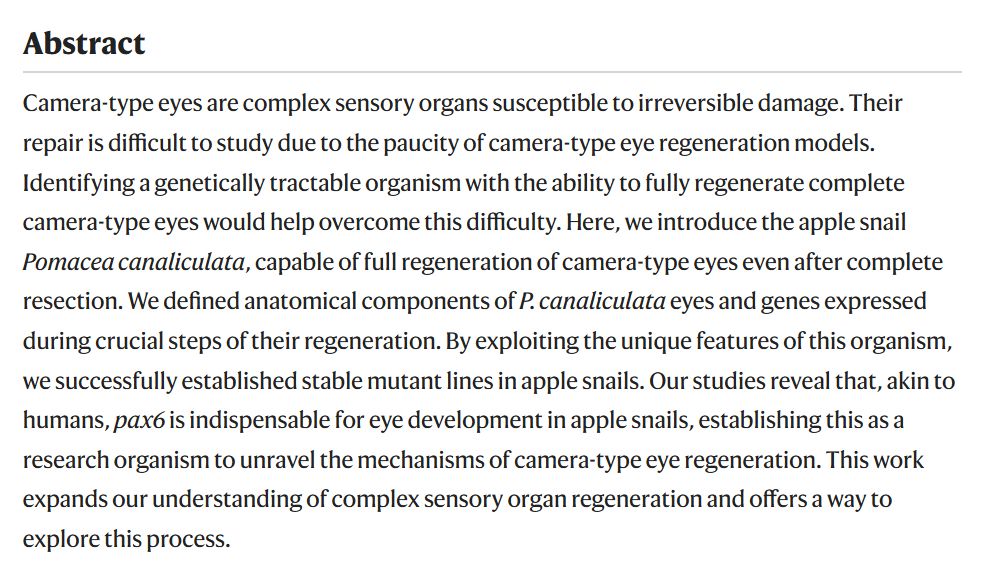 Text:

Abstract
Camera-type eyes are complex sensory organs susceptible to irreversible damage. Their repair is difficult to study due to the paucity of camera-type eye regeneration models. Identifying a genetically tractable organism with the ability to fully regenerate complete camera-type eyes would help overcome this difficulty. Here, we introduce the apple snail Pomacea canaliculata, capable of full regeneration of camera-type eyes even after complete resection. We defined anatomical components of P. canaliculata eyes and genes expressed during crucial steps of their regeneration. By exploiting the unique features of this organism, we successfully established stable mutant lines in apple snails. Our studies reveal that, akin to humans, pax6 is indispensable for eye development in apple snails, establishing this as a research organism to unravel the mechanisms of camera-type eye regeneration. This work expands our understanding of complex sensory organ regeneration and offers a way to explore this process.