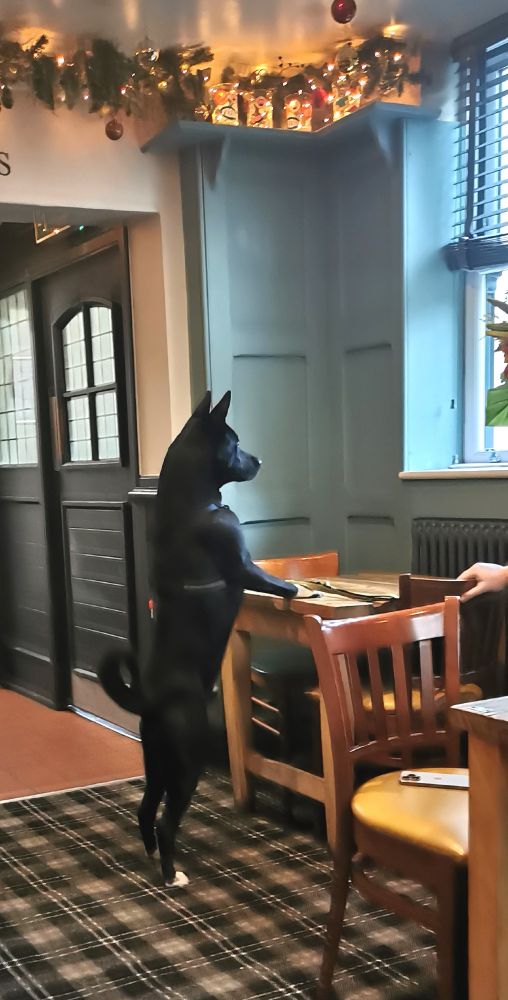 Awesome dog with great posture watching the world through the window. 