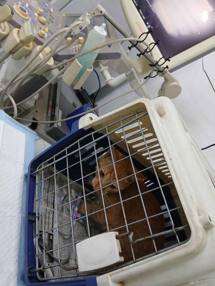 a orange cat in white cage, took her to the vet, next to the cage is the  machine that scan the belly of the cat to see is there a problem inside ( idk what the machine call..)