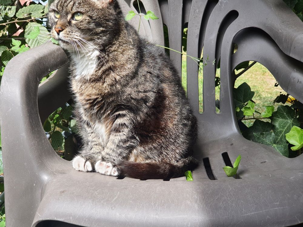 Mimi, an older housecat, sitting on a plastic garden chair in front of a hedge, looking to the left at something in the distance with her chin resting on an armrest. Her fluffy fur is a brownish grey tabby with darker stripes, her chest, belly and the tips of her paws are white, she has green eyes.