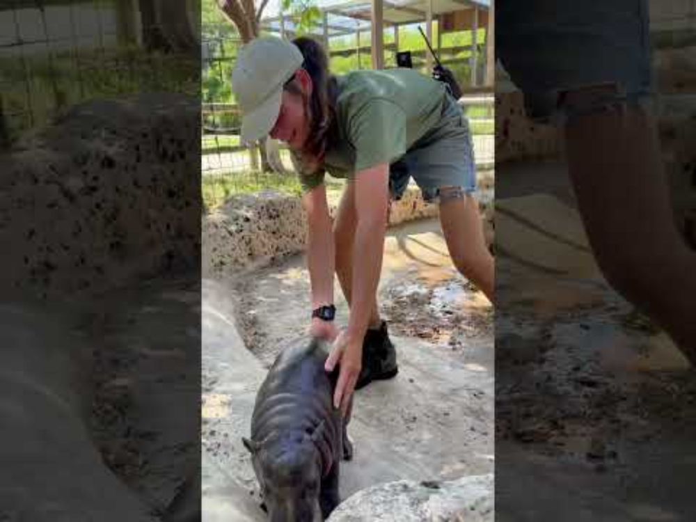 How to get a baby hippo out of the pool. #babyhippo #hippobaby #marsthehippo