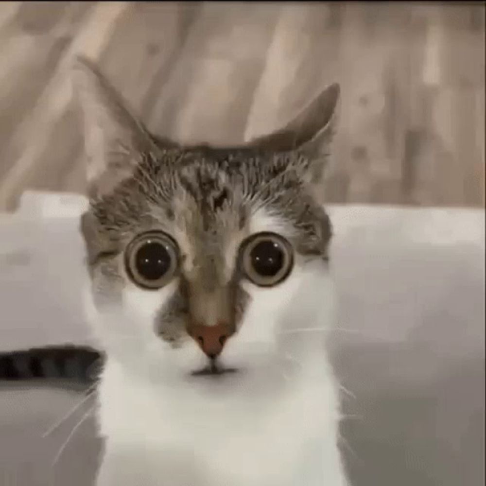 a cat with very big eyes is looking at the camera .