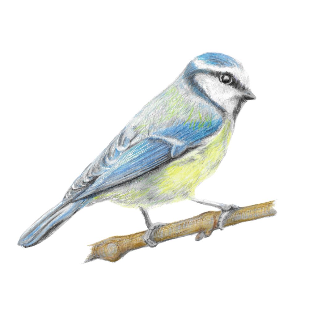 Colour pencil drawing of a blue tit bird sat on a twig