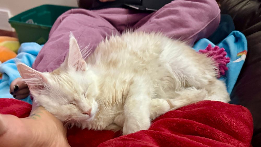 White and tan Maine coon kitten sleeping on a person’s legs.