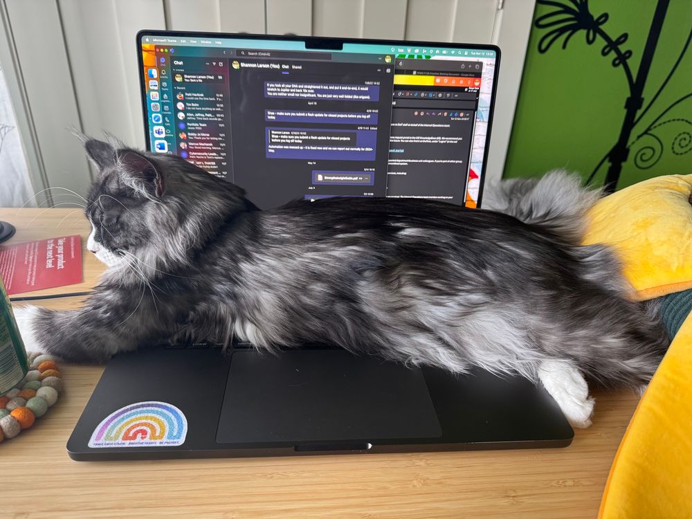 Grey and black shaggy-haired cat with white feet and nose on a dark blue laptop.