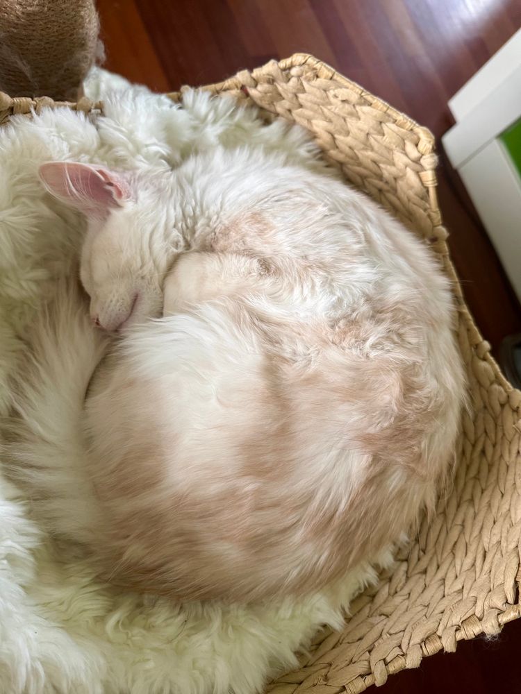 Cream colored Maine coin cat tightly curled up on a white fur cushion in a light tan basket.
