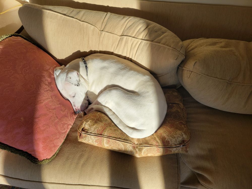 White pit bull boxer laying in sun spot on couch.