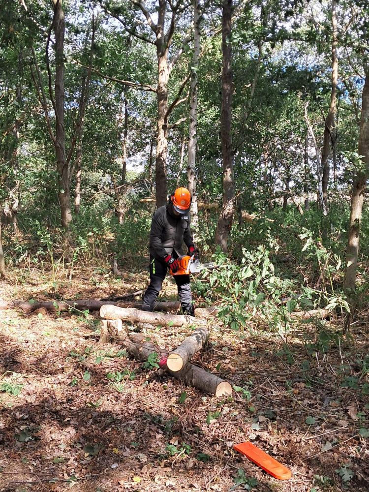 Adam is using a chainsaw to cut up tree trunks on the ground
