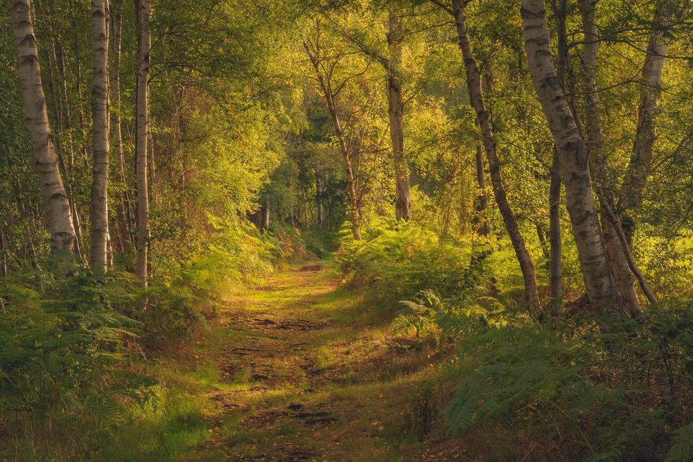 Sun shining through birch trees onto a path
