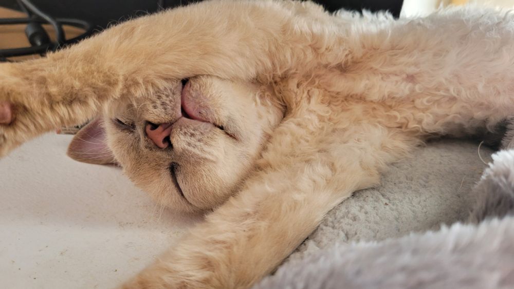 Cute white sleeping Cat 🐈 