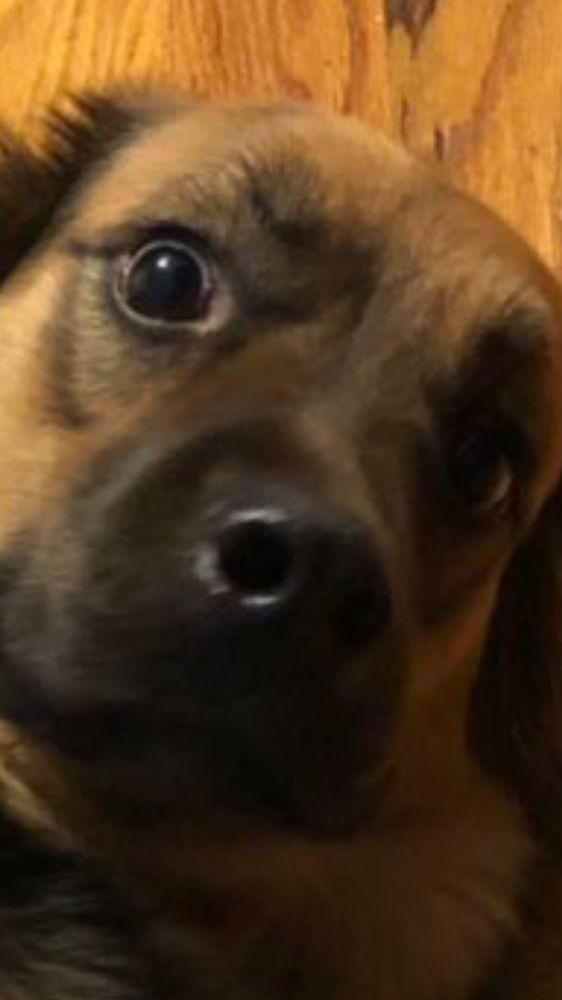 A close up of that same dog’s surprised face. 