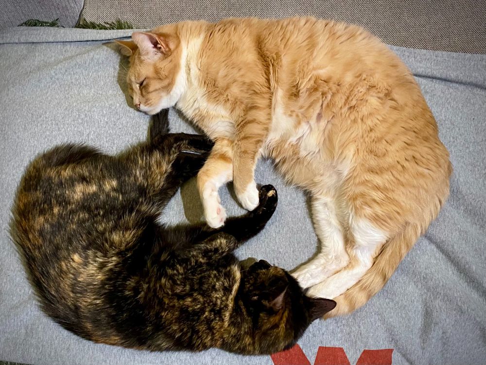 Two cats sleeping in a way that looks like a yin and yang symbol