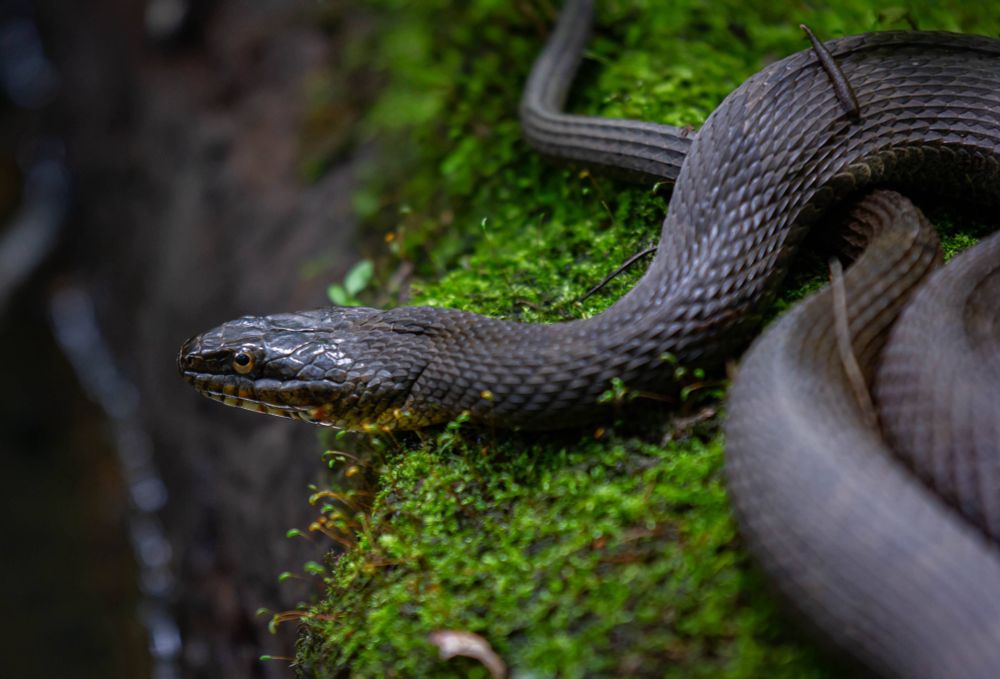 The same common water snake (Nerodia sp.) shot mostly in profile on the same mossy log this time facing the left of frame.  Most of their body is coiled a bit behind them with their tail trailing off into the center of the background.  If you follow their neck back, you may notice a leach of some sort on their body.