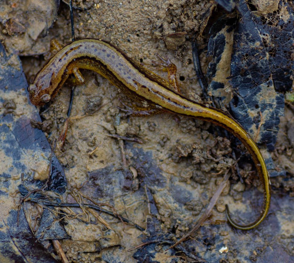 A top down shot of a southern two-lined salamander (Eurycea cirrigera) in the dirt and leaf litter.  Head in top left, bright yellow tail curls in a bit at the bottom right