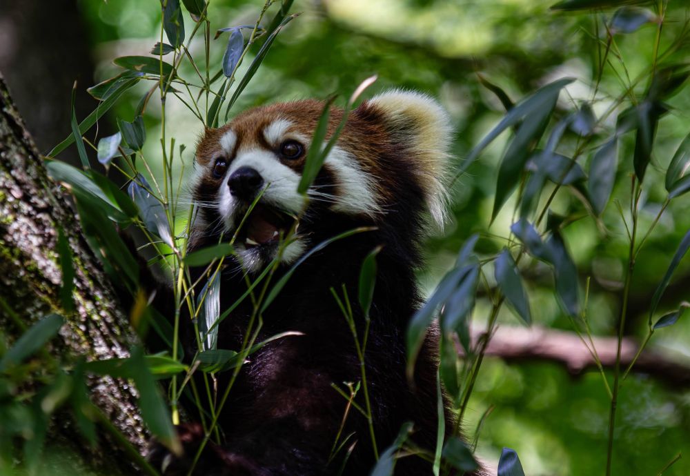 A red panda (Ailurus fulgens) looking like it’s about to nom on some leaves growing from the tree it is climbing.  It’s positioned behind the leaves with a tree branch going up and out of the left frame.  The panda’s face has those iconic raccoon-like markings in black, white and orange.  We can see their soft left ear.