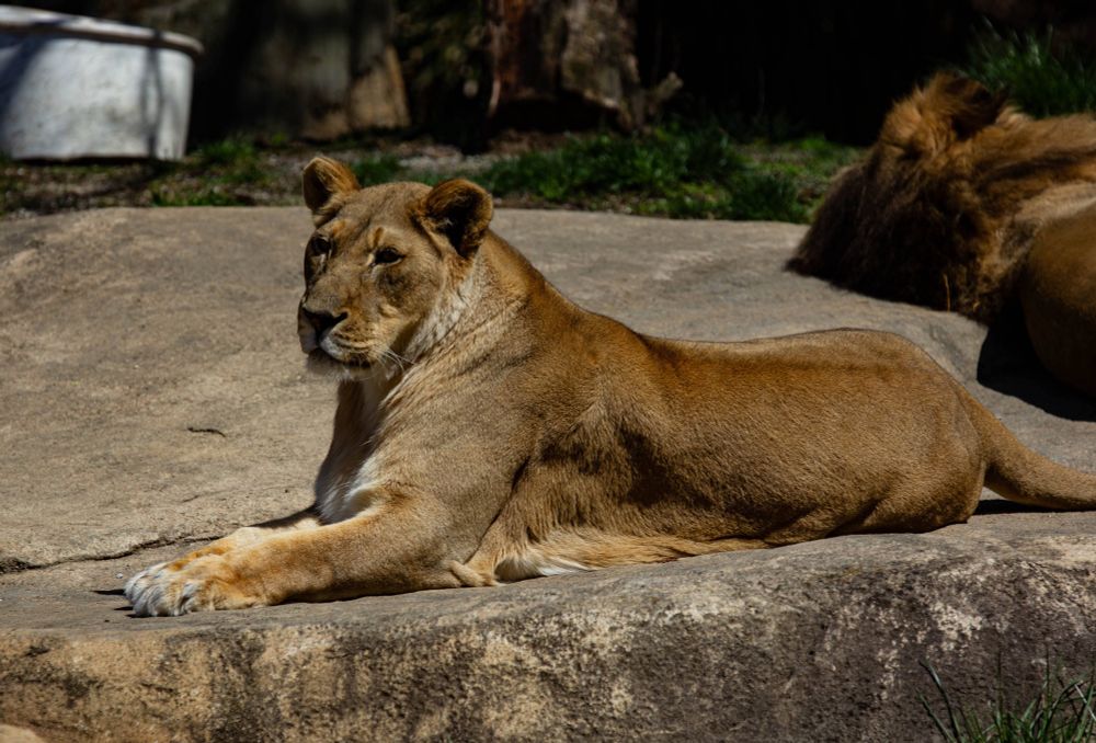 A female African lion (Panthers leo) laying regally on rock (possibly fake rock) facing the left of frame.  Her head is up and her ears are perked a bit as she looks a little to her left.  She has a quite the shiny tan coat.