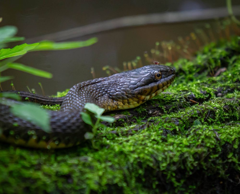 A very large, old, and nearly patternless Common water snake (Nerodia sp.) is shot in profile facing the right of frame while resting on a mossy log.  In the left of frame we can see a bit of their tail doubling back behind behind them. If you look closely at their head you can spot a little mosquito near their snout.