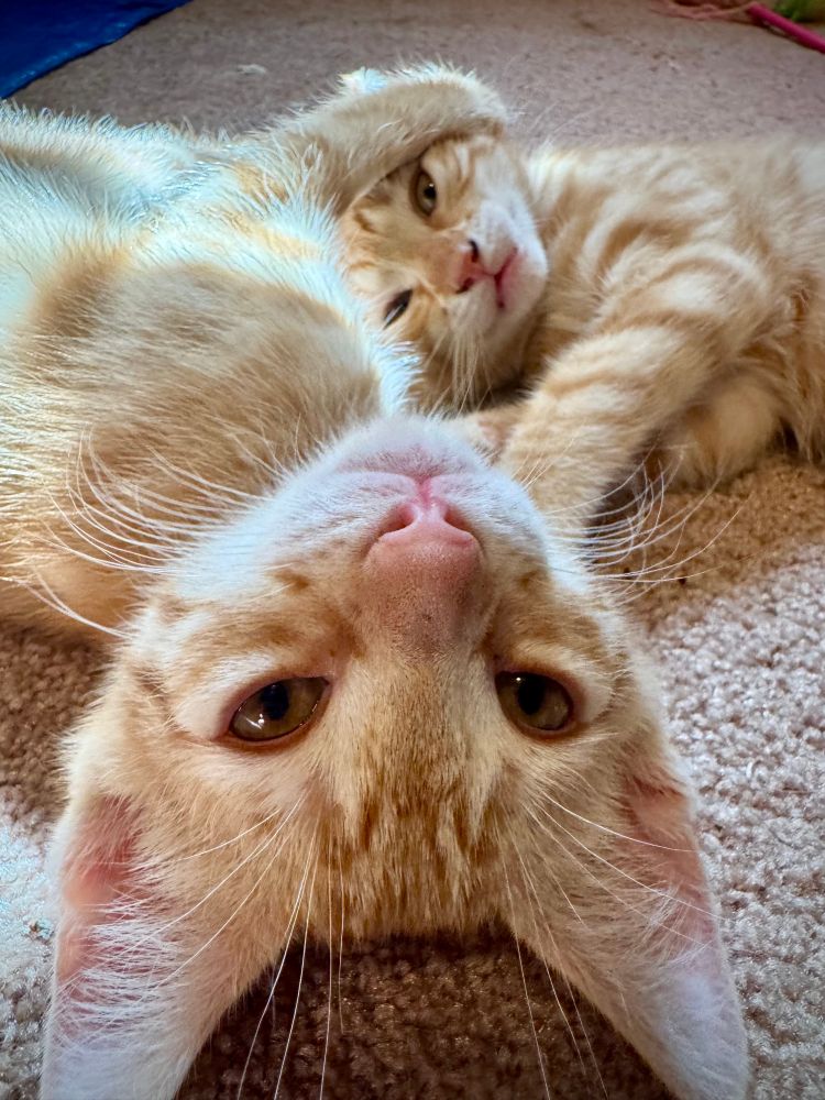 A yellow kitten on its back looking at the camera upside down while holding its brother’s itty bitty kitty head in its itty bitty kitty paws. 