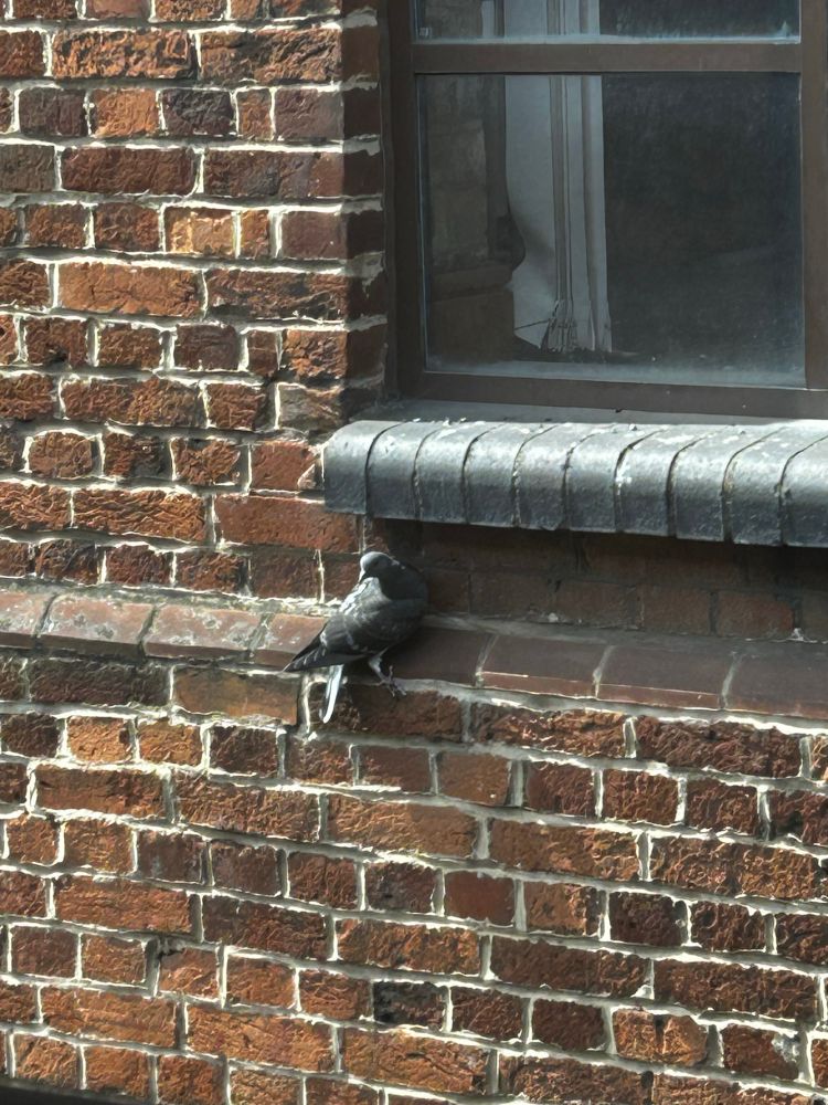 A pigeon clinging to a wall rather than being on the window sill. Fucking stupid bird. 