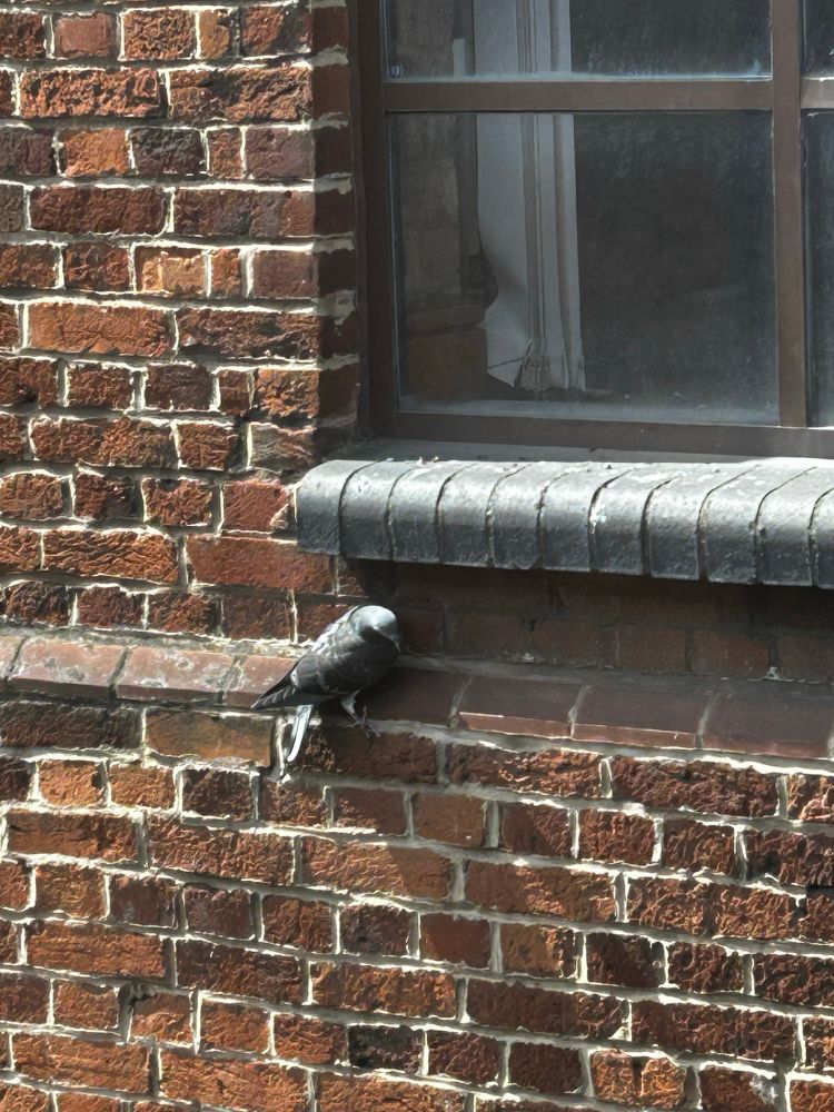 A pigeon clinging to a wall and looking down, rather than being on the window sill. Fucking stupid bird. 