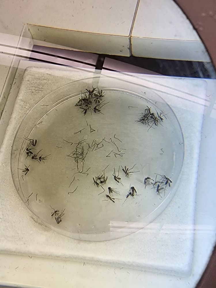 Image of Aedes mosquitoes on a cold tray being sorted by species and sex; just albopictus and triseriatus here