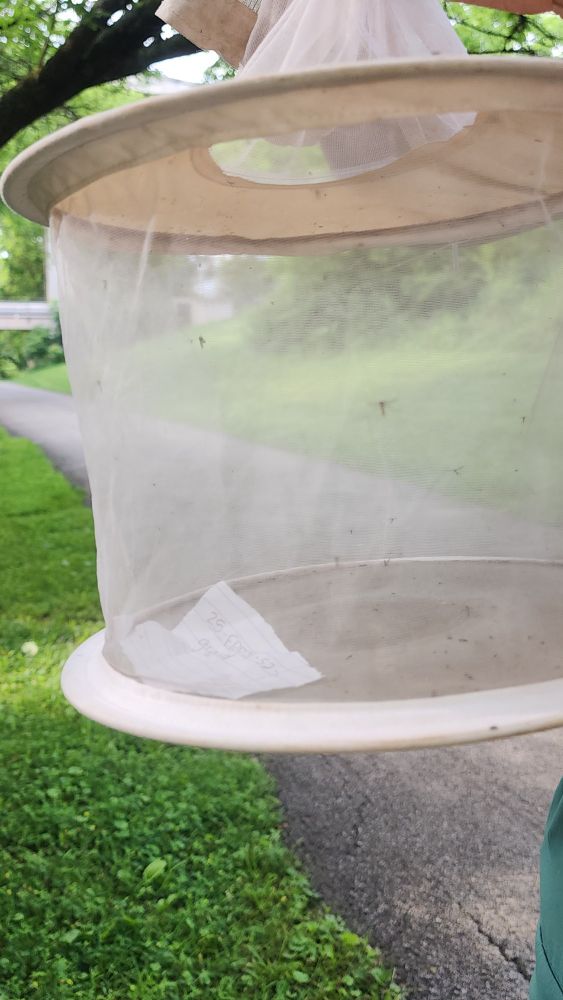 A couple of mosquitoes flyingn in the gravid trap