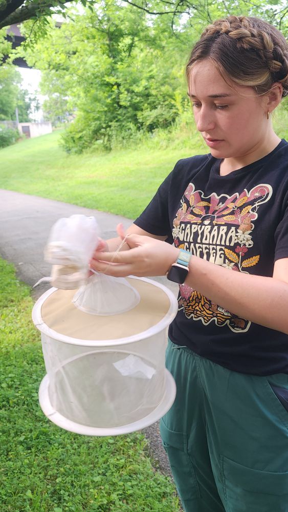 Public Health UG student collected mosquitoes with a gravid trap baited with a liver powder infusion. 