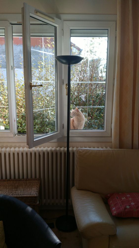 Chat roux coincé derrière la fenêtre alors qu'elle est ouverte 