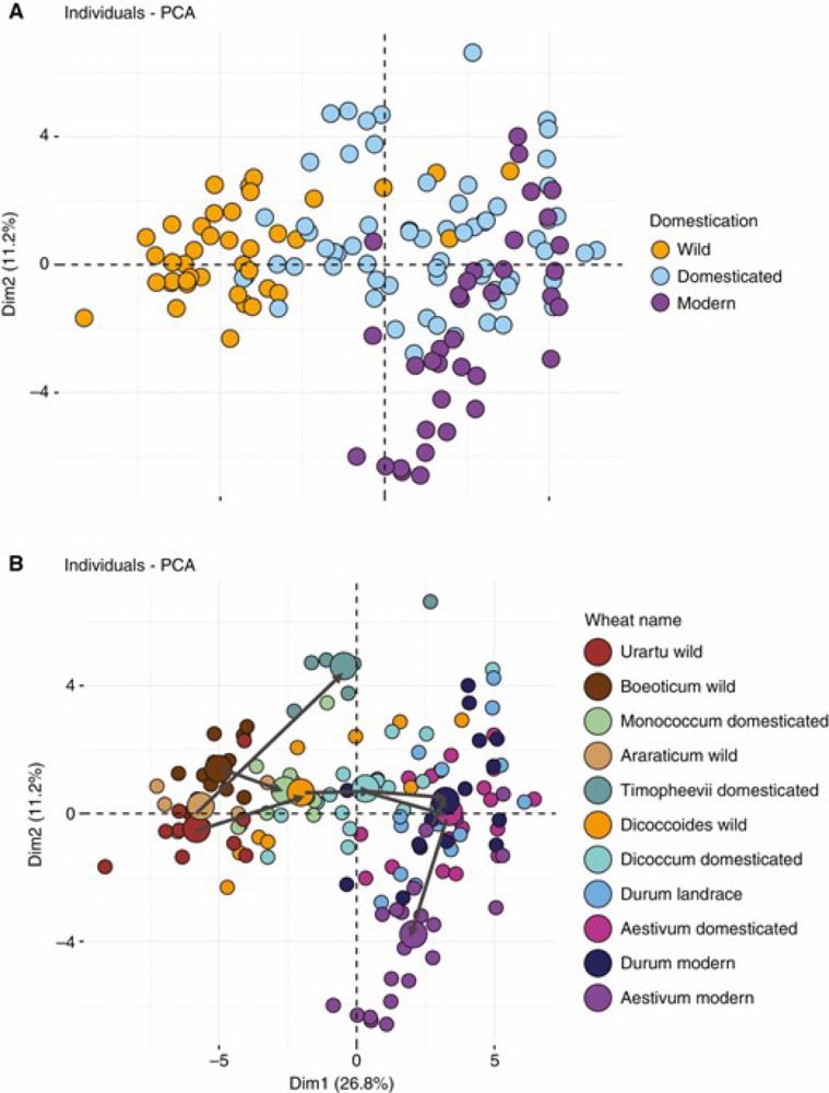 Diversification of quantitative morphological traits in wheat