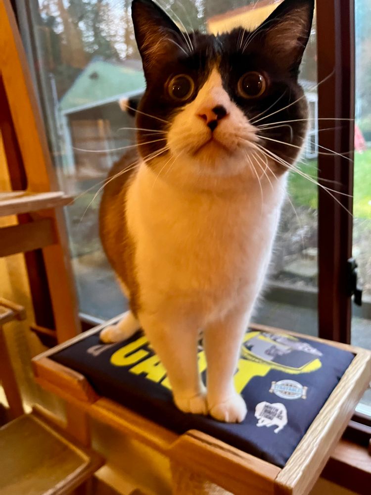 A goofy snowshoe cat with huge eyes and huger whiskers is standing on a cat scratching post looking befuddled
