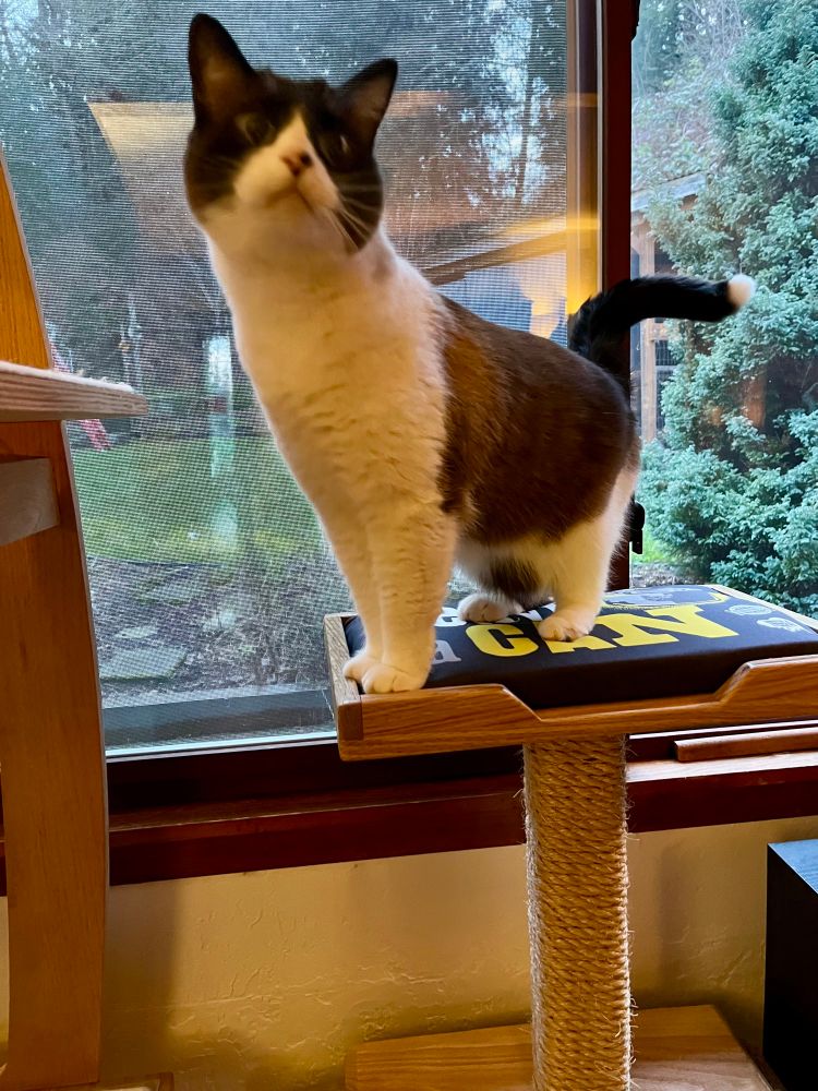 A goofy snowshoe cat with questionable dexterity is contemplating his next move